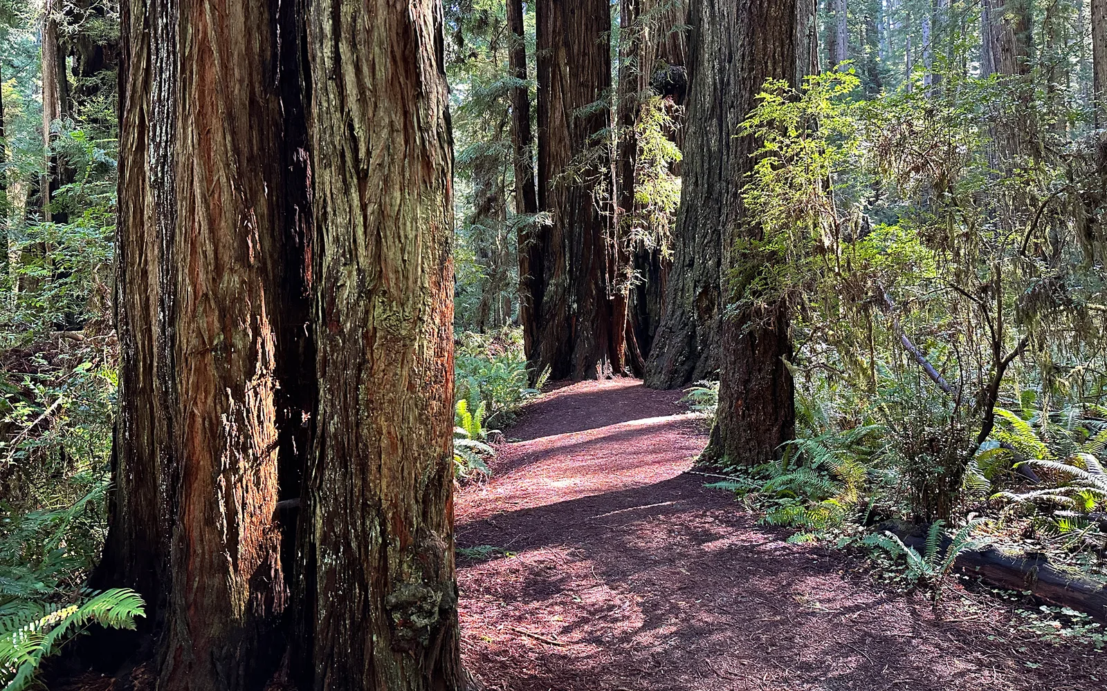 Towering coast redwood trees in a dense forest, with thick trunks and green foliage reaching toward the sky